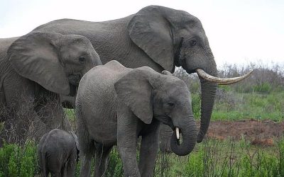 El primer informe alarmante de la ONU sobre el estado de la fauna migratoria a nivel mundial resalta una situación crítica: la rápida disminución de las especies animales migratorias y el creciente peligro de extinción a escala global.