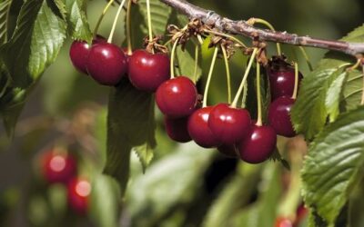 A medida que se acerca la Fiesta de la Primavera, el Año Nuevo chino, las cerezas ganan cada vez más popularidad entre los consumidores chinos, tanto en las plataformas en línea como en los grandes supermercados.