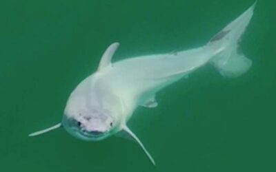 Aunque ya se han avistado previamente tiburones blancos juveniles, este evento representa la primera vez en la que se ha capturado prácticamente en directo el nacimiento de un tiburón.
