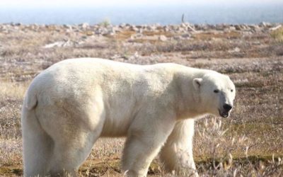 Es improbable que los osos polares logren adaptarse a períodos estivales más prolongados. El aumento en el tiempo que pasan en tierra firme conlleva un mayor riesgo de inanición para estos icónicos habitantes del Ártico.