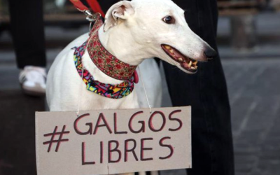 carreras de perros