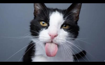 gato mutacion DW.JPG