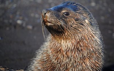 Científicos chilenos secuencian genoma completo del virus de influenza aviar altamente patógena que llegó a Antártica
