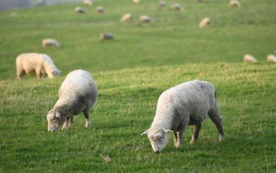 Temporada de caza en la Patagonia argentina: El duro escenario que depara a pumas, zorros y guanacos