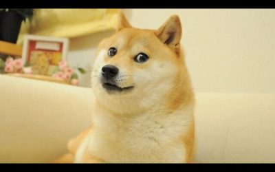 kabosu-el-perro-detras-del-meme-doge