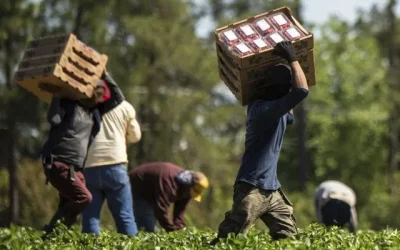 contratación migrantes