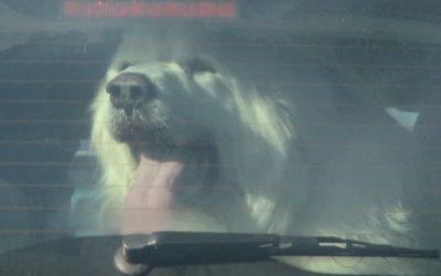 mascota auto