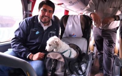 mascota perro seremi