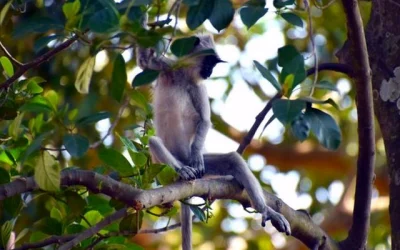 mono Sri Lanka