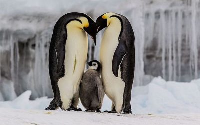 pingüino