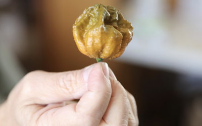 Pepper X gana el récord Guiness como el chile más picante del mundo.