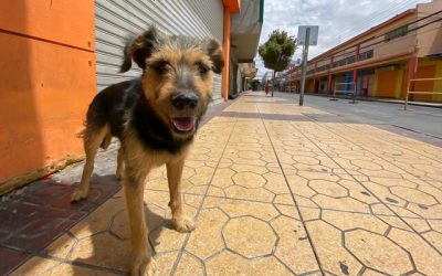 El alcalde de la municipalidad de San Pedro de Atacama, Justo Zuleta, ha planteado la preocupación sobre la presencia de alrededor de 4.500 perros callejeros en la comuna.