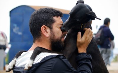 perros1