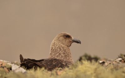 Chile detecta casos positivos de gripe aviar en pingüinos, cormoranes y skuas en la Antártica