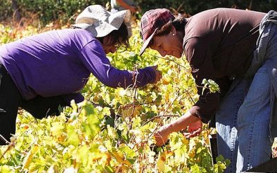 Representantes de viñateros de Ñuble y del Maule denuncian irregularidades en el mercado de la uva y el vino ante la comisión de Agricultura de la Cámara de Diputados.