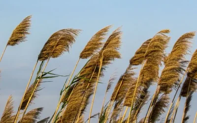 aviso viento